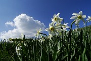 75 Scendiamo tra distese di narcisi in fiore